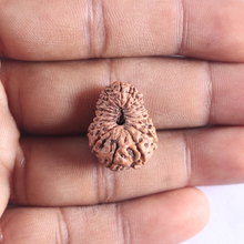 Load image into Gallery viewer, 18 Mukhi Rudraksha from Indonesia - Bead No. 172