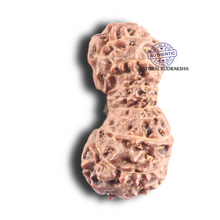 Load image into Gallery viewer, 18 Mukhi Rudraksha from Indonesia - Bead No. 52