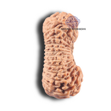 Load image into Gallery viewer, 27 Mukh Rudraksha from Indonesia - Bead No. T