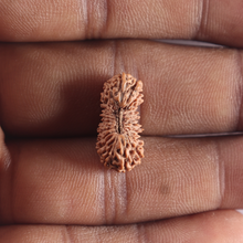 Load image into Gallery viewer, 27 Mukh Rudraksha from Indonesia - Bead No. T