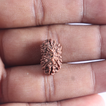 Load image into Gallery viewer, 16 Mukhi Rudraksha from Indonesia - Bead No. 110
