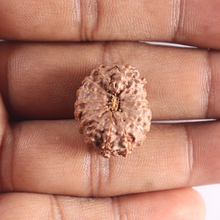 Load image into Gallery viewer, 16 Mukhi Rudraksha from Indonesia - Bead No. 121