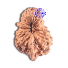 Load image into Gallery viewer, 20 Mukhi Ganesh Indonesian Rudraksha - Bead No.33