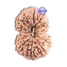 Load image into Gallery viewer, 16 Mukhi Rudraksha from Indonesia - Bead No. 335