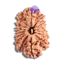 Load image into Gallery viewer, 16 Mukhi Rudraksha from Nepal - Bead No. 128