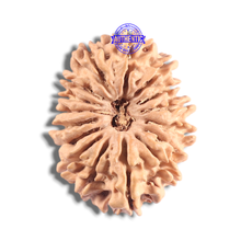 Load image into Gallery viewer, 16 Mukhi Rudraksha from Nepal - Bead No. 130
