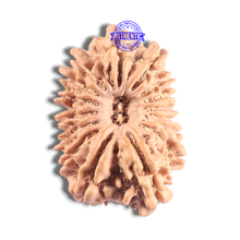 Load image into Gallery viewer, 16 Mukhi Rudraksha from Nepal - Bead No. 131
