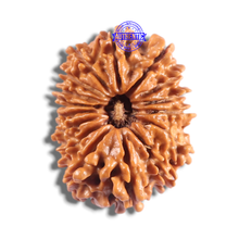 Load image into Gallery viewer, 16 Mukhi Rudraksha from Nepal - Bead No. 134