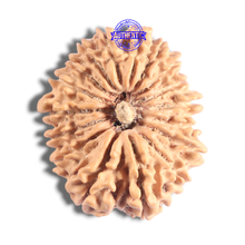 Load image into Gallery viewer, 17 Mukhi Nepalese Rudraksha - Bead No. 72