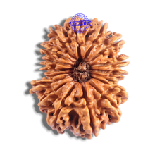 Load image into Gallery viewer, 17 Mukhi Nepalese Rudraksha - Bead No. 75