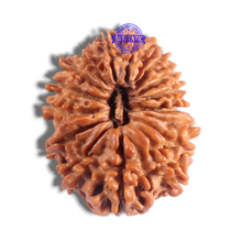 Load image into Gallery viewer, 17 Mukhi Nepalese Rudraksha - Bead No. 78