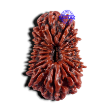 Load image into Gallery viewer, 18 Mukhi Rudraksha from Nepal - Bead No. 62