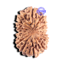 Load image into Gallery viewer, 15 Mukhi Indonesian Rudraksha - Bead No. 318
