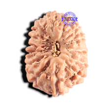 Load image into Gallery viewer, 15 Mukhi Indonesian Rudraksha - Bead No. 321