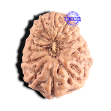 Load image into Gallery viewer, 15 Mukhi Indonesian Rudraksha - Bead No. 322