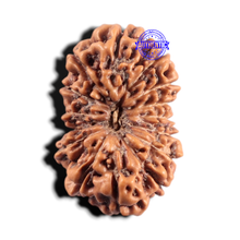 Load image into Gallery viewer, 14 mukhi Indonesian Rudraksha - Bead No.431