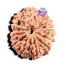 Load image into Gallery viewer, 14 mukhi Indonesian Rudraksha - Bead No. 435