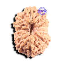 Load image into Gallery viewer, 14 mukhi Indonesian Rudraksha - Bead No. 437