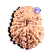 Load image into Gallery viewer, 14 mukhi Indonesian Rudraksha - Bead No. 439