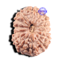 Load image into Gallery viewer, 14 mukhi Indonesian Rudraksha - Bead No. 441