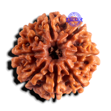 Load image into Gallery viewer, 8 Mukhi Nepalese Rudraksha - Bead No. 464