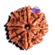 Load image into Gallery viewer, 8 Mukhi Nepalese Rudraksha - Bead No. 468