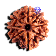 Load image into Gallery viewer, 8 Mukhi Nepalese Rudraksha - Bead No. 472