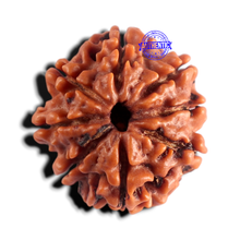 Load image into Gallery viewer, 8 Mukhi Nepalese Rudraksha - Bead No. 474