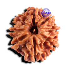 Load image into Gallery viewer, 8 Mukhi Nepalese Rudraksha - Bead No. 475