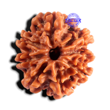 Load image into Gallery viewer, 8 Mukhi Nepalese Rudraksha - Bead No. 478