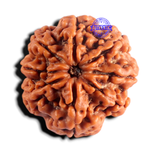 Load image into Gallery viewer, 8 Mukhi Nepalese Rudraksha - Bead No.485