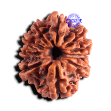 Load image into Gallery viewer, 9 Mukhi Nepalese Rudraksha - Bead No. 485