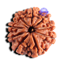 Load image into Gallery viewer, 9 Mukhi Nepalese Rudraksha - Bead No. 486