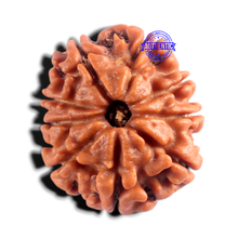 Load image into Gallery viewer, 9 Mukhi Nepalese Rudraksha - Bead No. 491