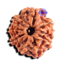Load image into Gallery viewer, 9 Mukhi Nepalese Rudraksha - Bead No. 494