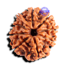 Load image into Gallery viewer, 9 Mukhi Ganesh Nepalese Rudraksha - Bead No. 496