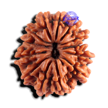Load image into Gallery viewer, 12 Mukhi Nepalese Rudraksha - Bead No 401