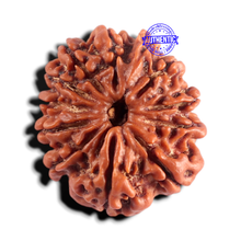 Load image into Gallery viewer, 12 Mukhi Nepalese Rudraksha - Bead No 402