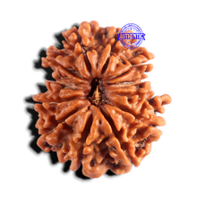 Load image into Gallery viewer, 12 Mukhi Nepalese Rudraksha - Bead No 403