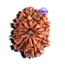 Load image into Gallery viewer, 12 Mukhi Nepalese Rudraksha - Bead No 405