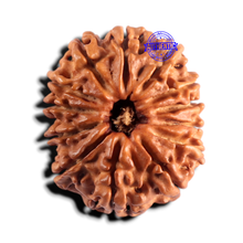 Load image into Gallery viewer, 13 Mukhi Nepalese Rudraksha - Bead No. 392