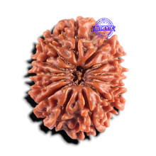 Load image into Gallery viewer, 13 Mukhi Nepalese Rudraksha - Bead No. 397