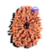 Load image into Gallery viewer, 13 Mukhi Nepalese Rudraksha - Bead No. 398