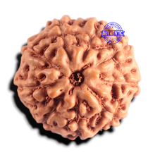 Load image into Gallery viewer, 9 Mukhi Rudraksha from Indonesia - Bead No. 236