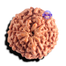 Load image into Gallery viewer, 9 Mukhi Rudraksha from Indonesia - Bead No. 237