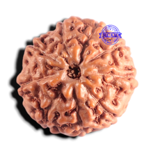 Load image into Gallery viewer, 9 Mukhi Rudraksha from Indonesia - Bead No. 244