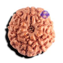 Load image into Gallery viewer, 9 Mukhi Rudraksha from Indonesia - Bead No. 245