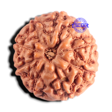Load image into Gallery viewer, 9 Mukhi Rudraksha from Indonesia - Bead No. 247