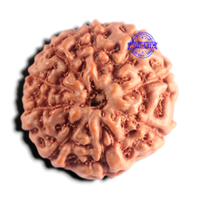 Load image into Gallery viewer, 9 Mukhi Rudraksha from Indonesia - Bead No. 250