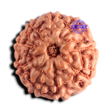 Load image into Gallery viewer, 9 Mukhi Rudraksha from Indonesia - Bead No. 255